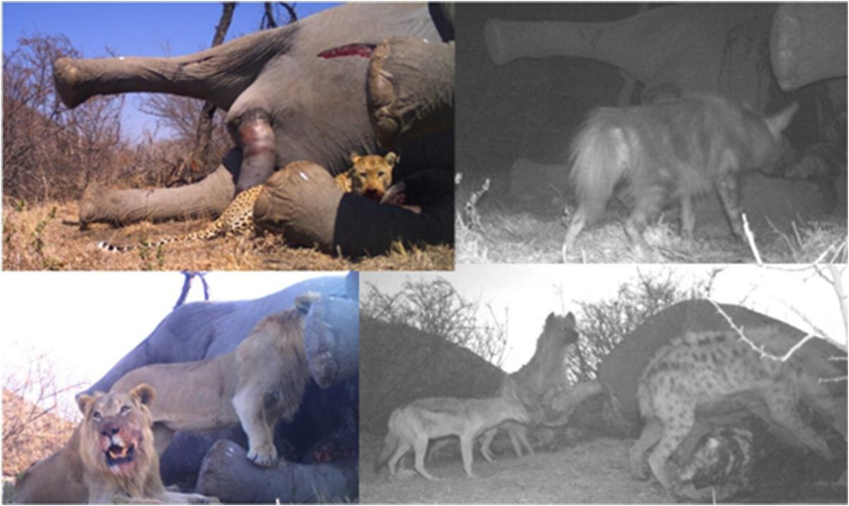 🚨 New paper led by @HoniballT in @WileyEcolEvol using camera traps 📸 to investigate carnivore dynamics 🦁🐆🐾 around elephant carcasses 🐘 Elephant carcasses provide high volumes of carrion biomass, which may influence coexistence dynamics between the carnivore guild 🦁🐾