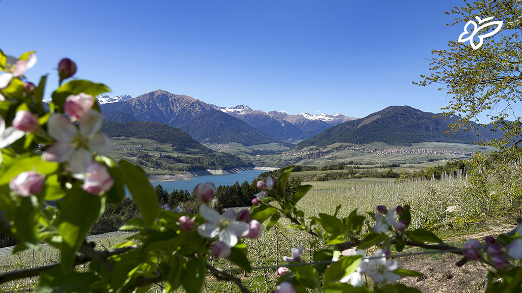 On the cycle paths of Trentino 🚲 From <a href="/ValdiNon/">Val di Non</a> to <a href="/visitvalsugana/">Visit Valsugana</a>, from the Dolomites of <a href="/visitfiemme/">Val di Fiemme</a> and <a href="/valdifassa/">Val di Fassa</a> to the shores of Lake Garda, every place is the perfect setting for a new adventure on two wheels! ➡️ tinyurl.com/Cycle-routes-T…

[📷 M. Simonini]
#visittrentino