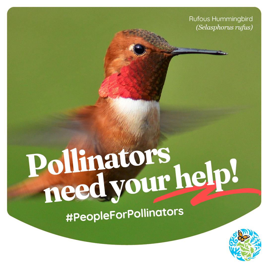 Happy World Migratory Bird Day! 🐦 #DidYouKnow about 8000 plant species in the Americas, like wildflowers and hibiscus, depend on pollination from migratory hummingbirds? Learn more about pollinators: 👉cec.org/people-for-pol… #PeopleForPollinators | #WMBD2024