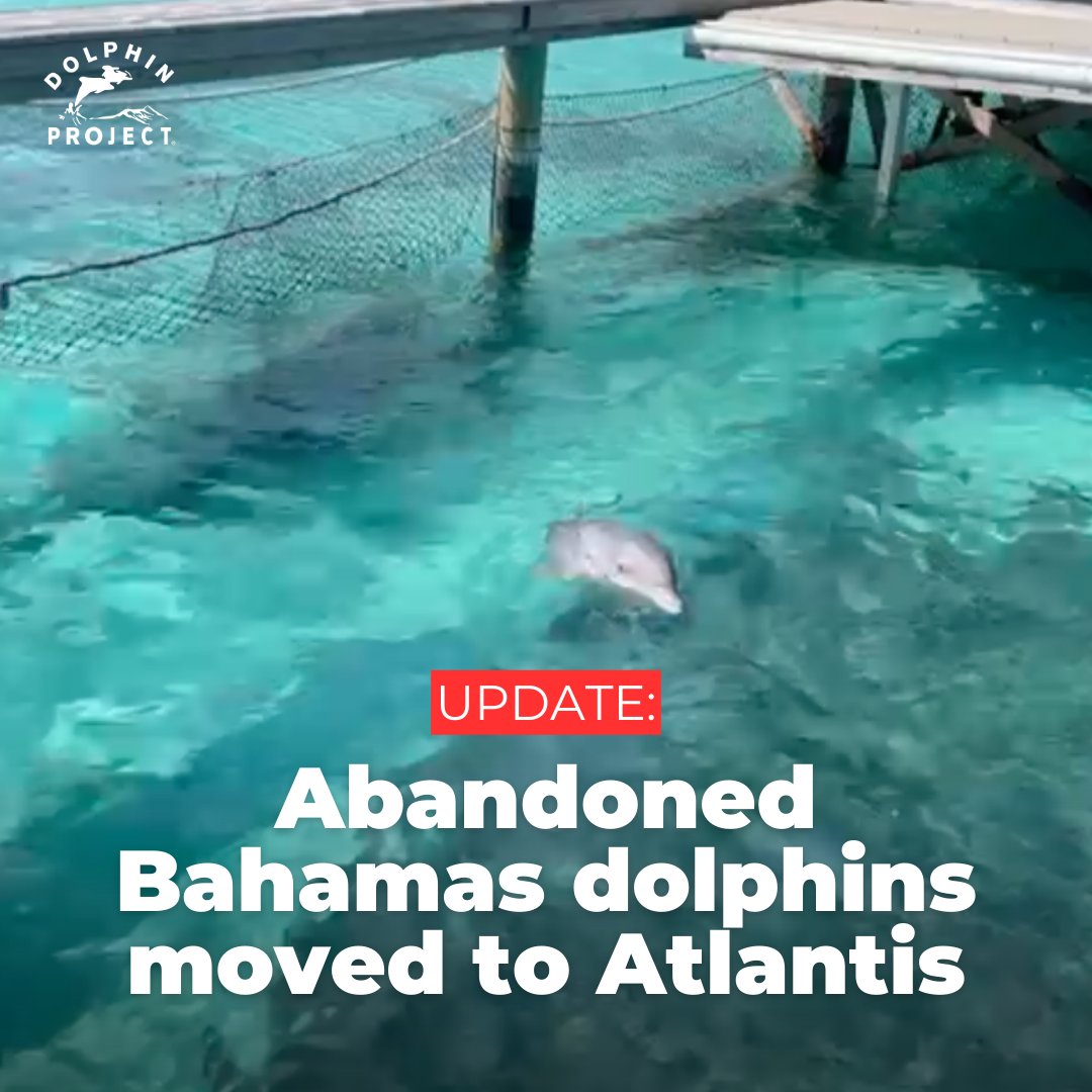 Ministry of Agriculture and Marine Resources has advised that all 5 remaining dolphins were removed from Blackbeard's Cay/Balmoral Island. Efforts to remove them took place between last night & this morning, according to a statement, and transported to Atlantis' Care facility.