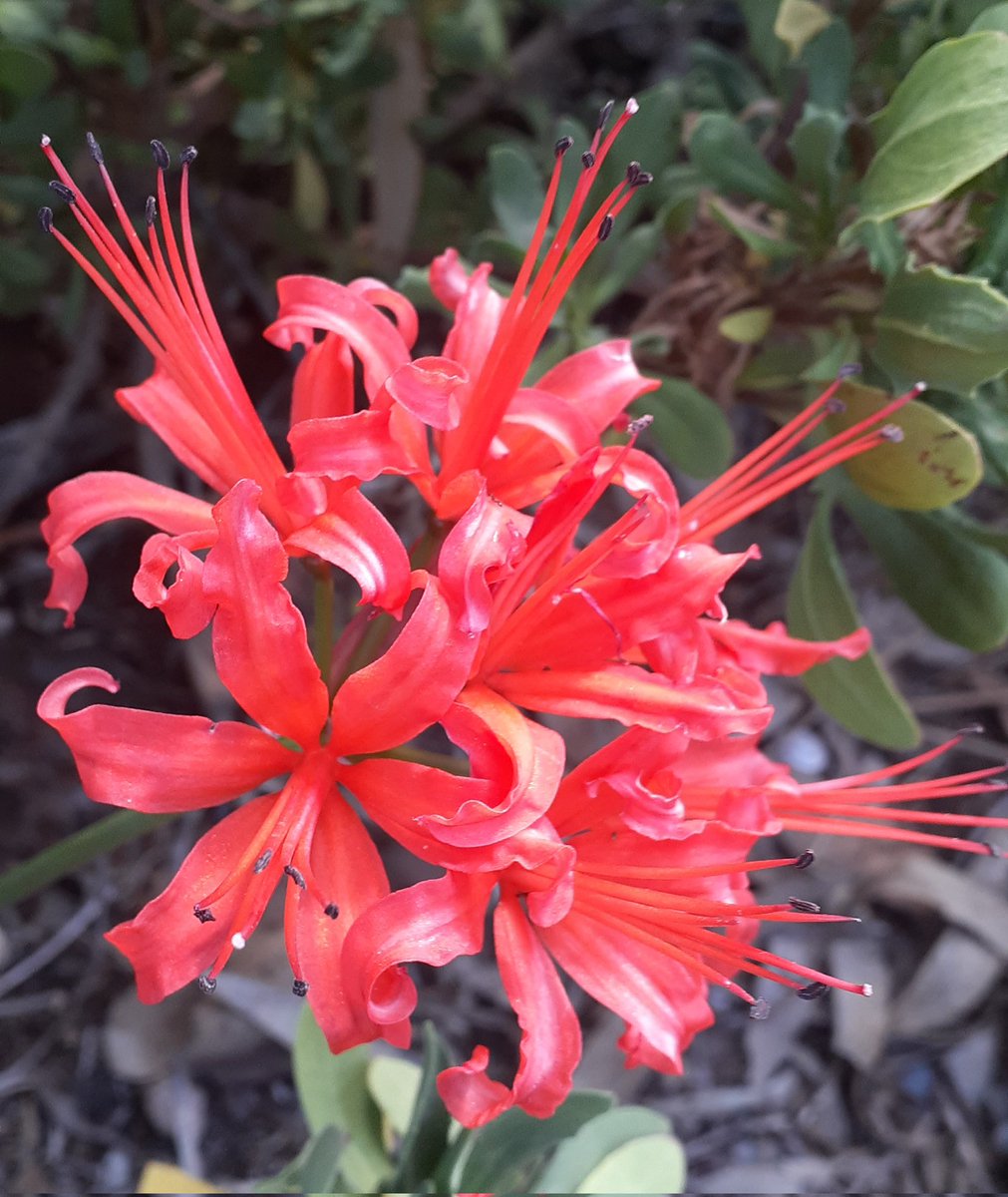 Another day another beautiful Nerine. 🌸 This one was given to me by an elderly neighbour and is bomb-proof! #GardeningX #Flowers #FlowersOfTwitter #flowersmakeeverythingbetter #writerslife