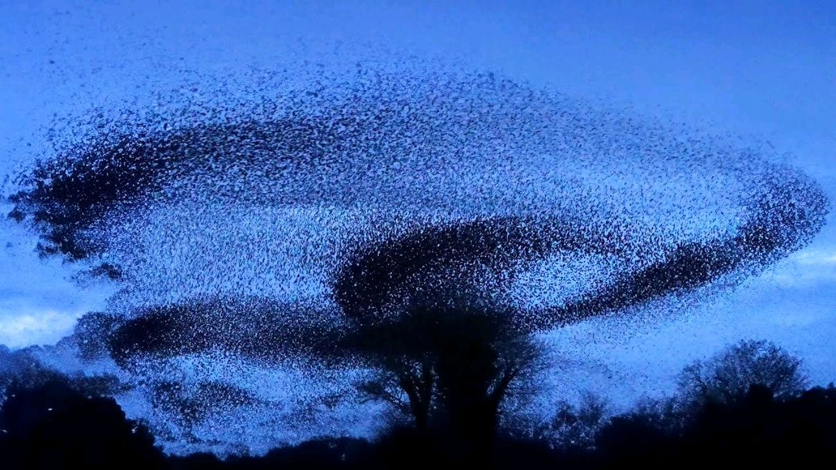 Gorgeous 4K Footage of a Winter Starling Murmuration Swooping Over the Yorkshire Wetlands buff.ly/49dixQ8