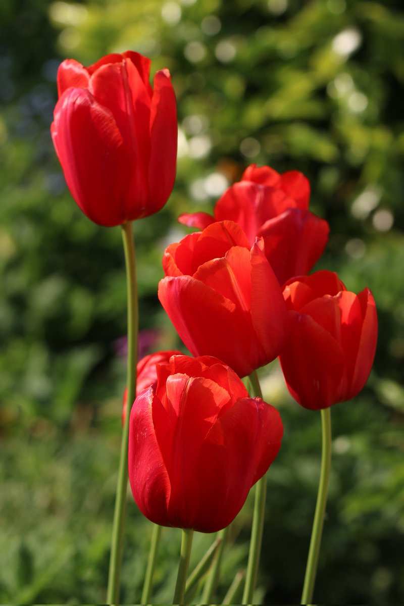 The last tulips standing in #mylittlegarden Tulipa 'Avignon'.