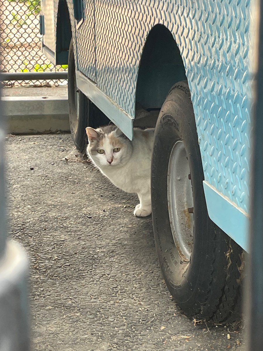 One of El Camino’s best and brightest peeks out from under the utility vehicle she was tinkering around in on Friday, May 10. 

While most of her peers prefer sports or the arts, this calico is a STEM cat at heart. 

#eccunion #felinefriday #calico #campuscat