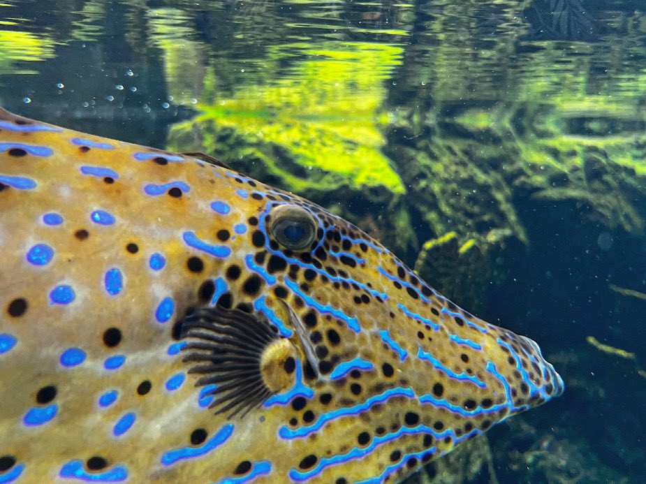 #fish #closeup at #loggerheadmarinelifecenter #aquarium #appreciatelife #admirenature #creationshouts