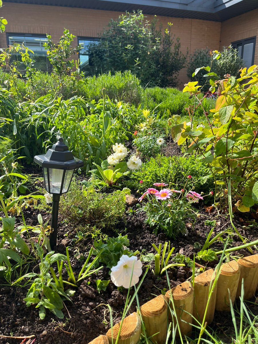 NHSOTRob's tweet photo. The Therapy Garden at the @CPFT_NHS Cavell Centre looking great in the sunshine after the work of the people who use our service and our Therapy Team. #OccupationalTherapy #HorticultureTherapy https://t.co/UIoyjLxr4P