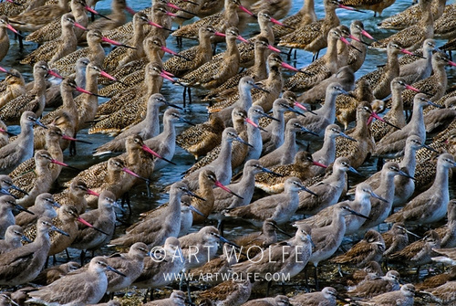 #WorldMigratoryBirdDay This campaign highlights the need to protect migratory birds and their habitats and their ecological importance.  

store.artwolfe.com/?s=migrations&…

#artwolfe #explorecreateinspire #Canonlegend #conservation #wildlifephotography @MandalaEarth #artwolfe