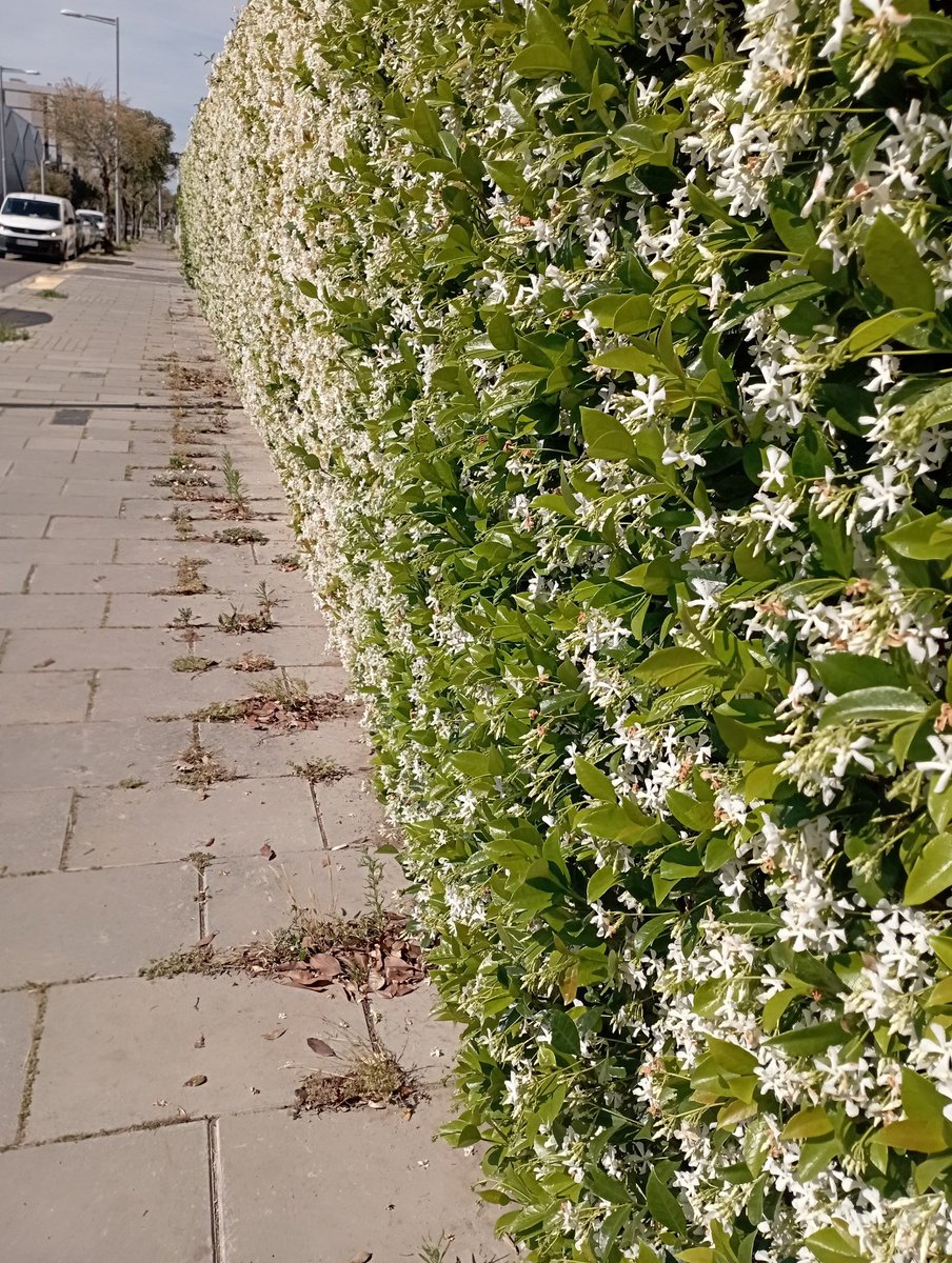 Silvia Erkirus,💚 tweet media