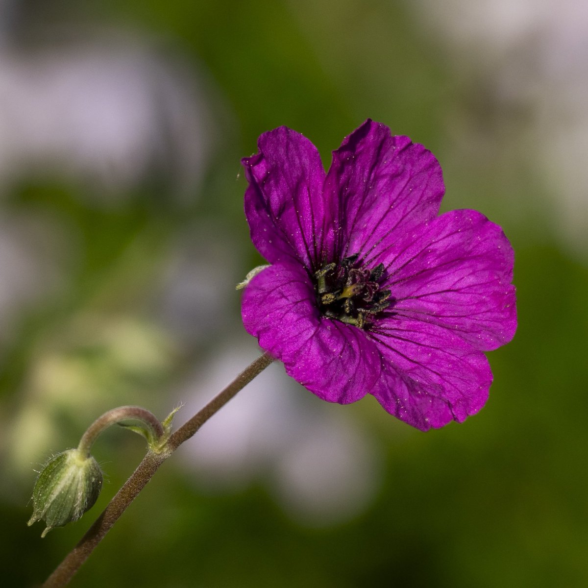 Just pink #Togtweeter #ThePhotoHour #snapyourworld #flowers #plants #flowerphotography #NaturePhotography #nature