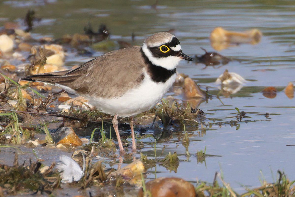 Despite the adjacent building work going on at Silverlake a pair of Little Ringed Plovers are nesting. They showed well, yesterday morning, on the nearby lake shore.