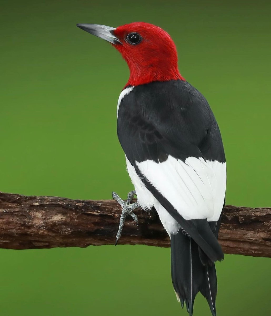 Red-headed Woodpecker 🖤🤍❤️