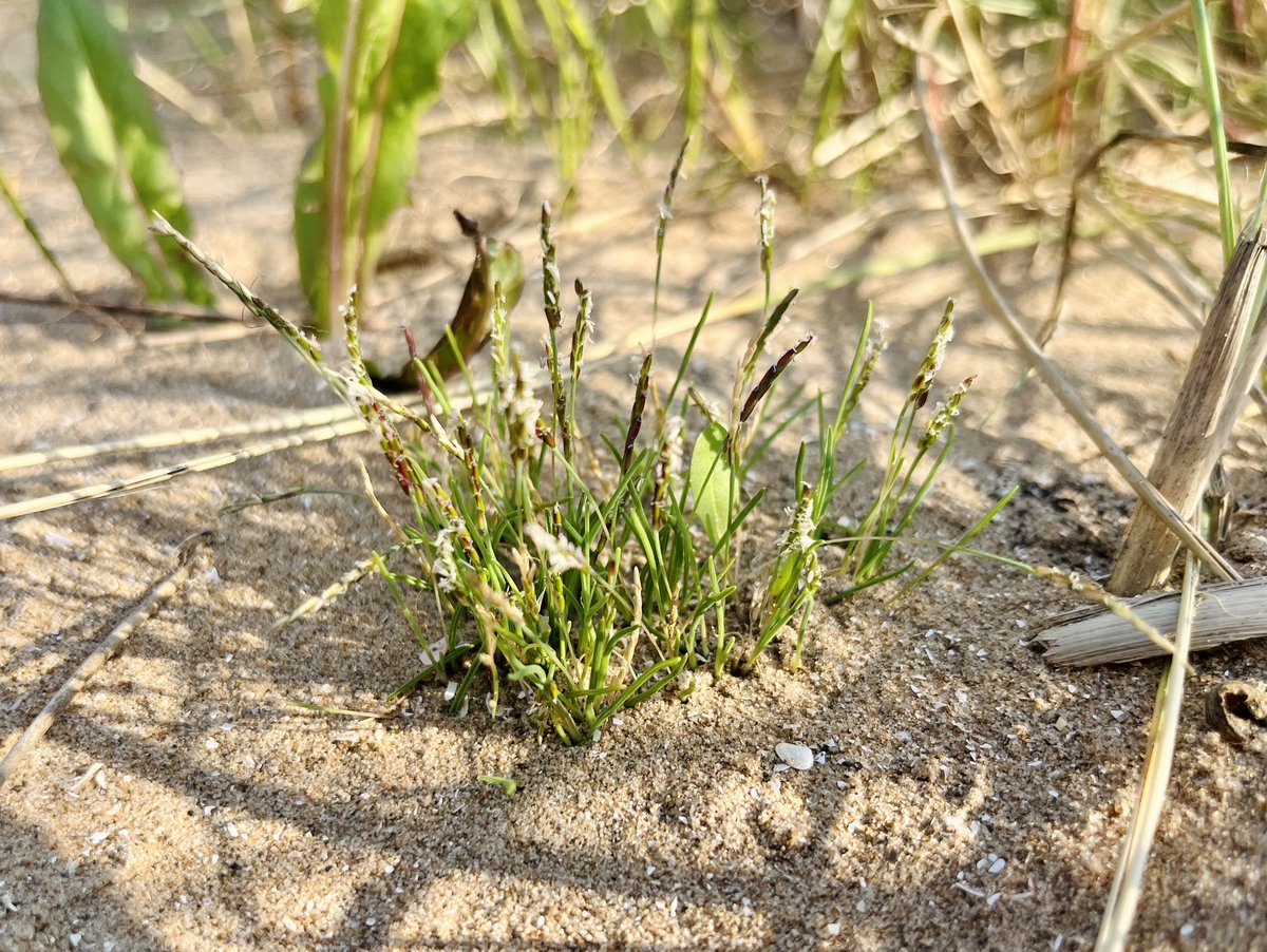 Took a small detour home from work to look for Sefton’s population of Mibora minima (Early Sand-grass). Think I’ve been successful! 😁