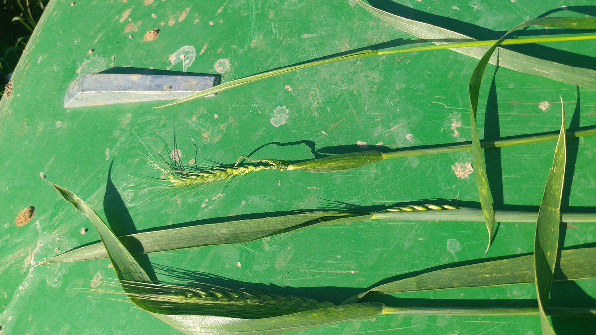 Déjà de beaux épis au 10 mai, d autres en retard, certain avec du gel et même des tailles sans épi !
... Et nous ne sommes pas la récolte !