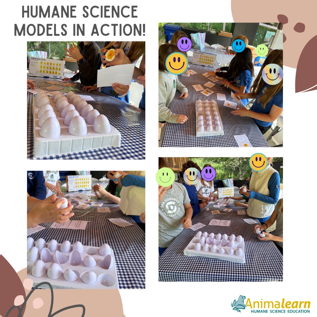 We love seeing #HumaneScience & #HumaneEducation in action! Thank you to Cynthia Trapanese for sharing photos of her students studying #egg development in a #humane way. #lifecycle #teachers #scienceeducation #science #lifesciences #anatomy #biology #scienceteachers #k12