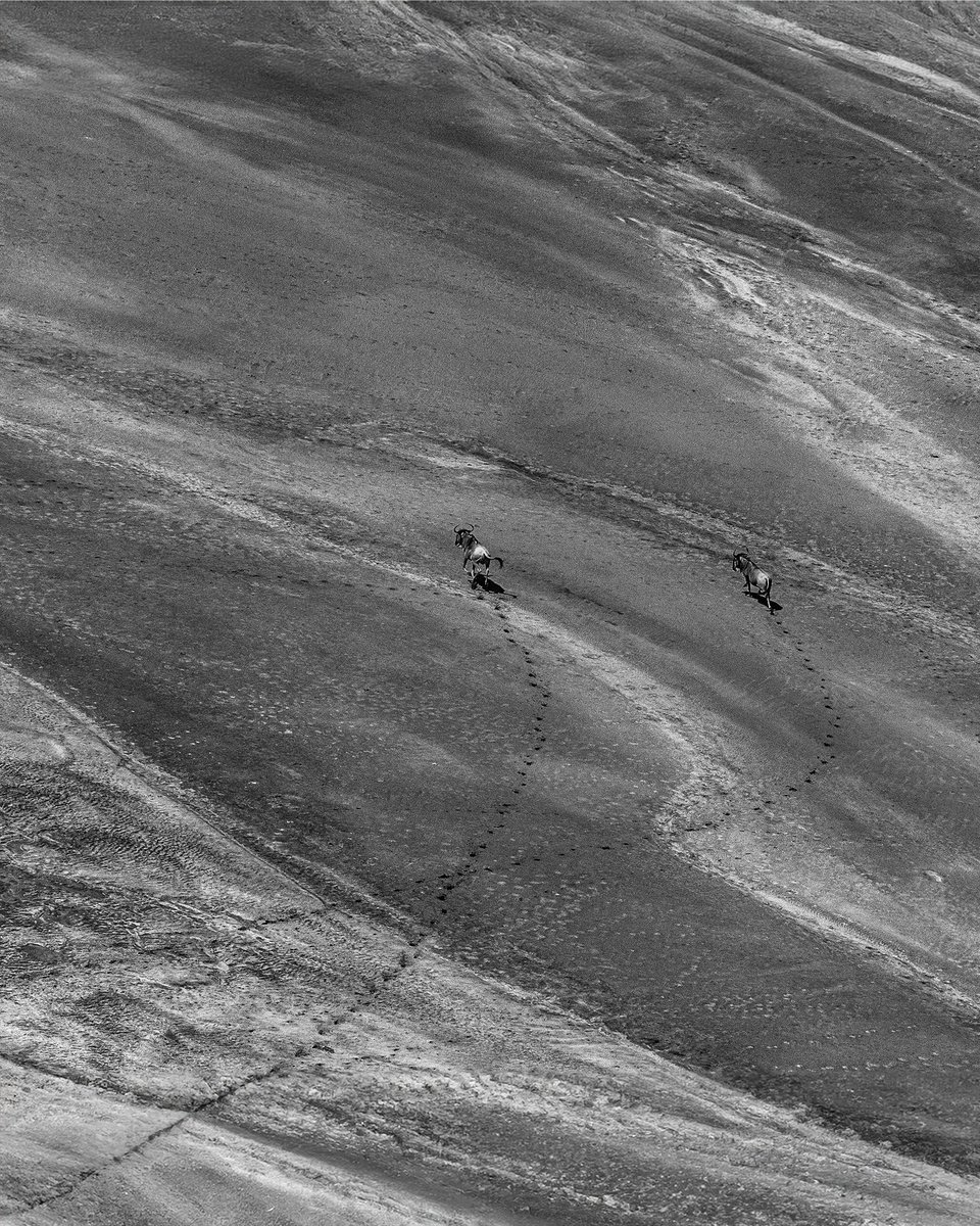 | Wildebeests - Aerial shot... Kenya... |
#Wildebeest #AerialShot #Wilderness #ketanvikamsey #KVKliks #EarthCapture #BBCEarth #NatgeoIndia #nationalgeographic #BBCWildlifePOTD #YourShotPhotographer #NatgeoYourShot #NGPhotographerchallenge #Christina_Shorter #Kristen_McNicholas