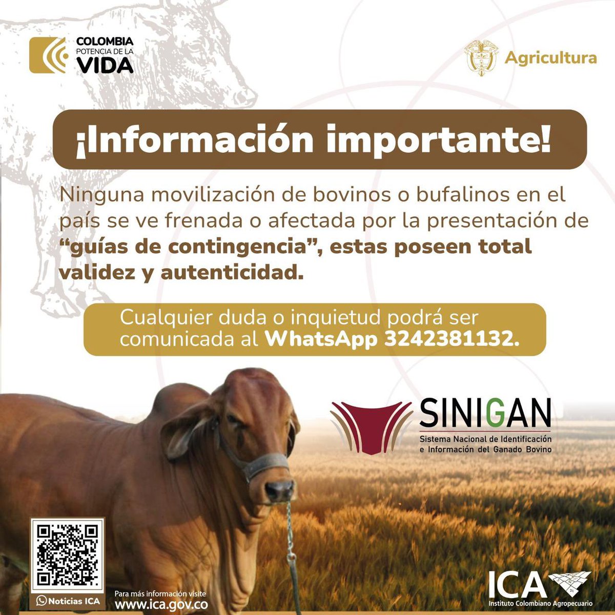 Si tienes alguna inquietud sobre la expedición de guías de contingencia para la movilización de bovinos y bufalinos 🐮, puedes comunicarte al WhatsApp 3242381132. 📲 👉 Conoce más en: ica.gov.co/getattachment/…