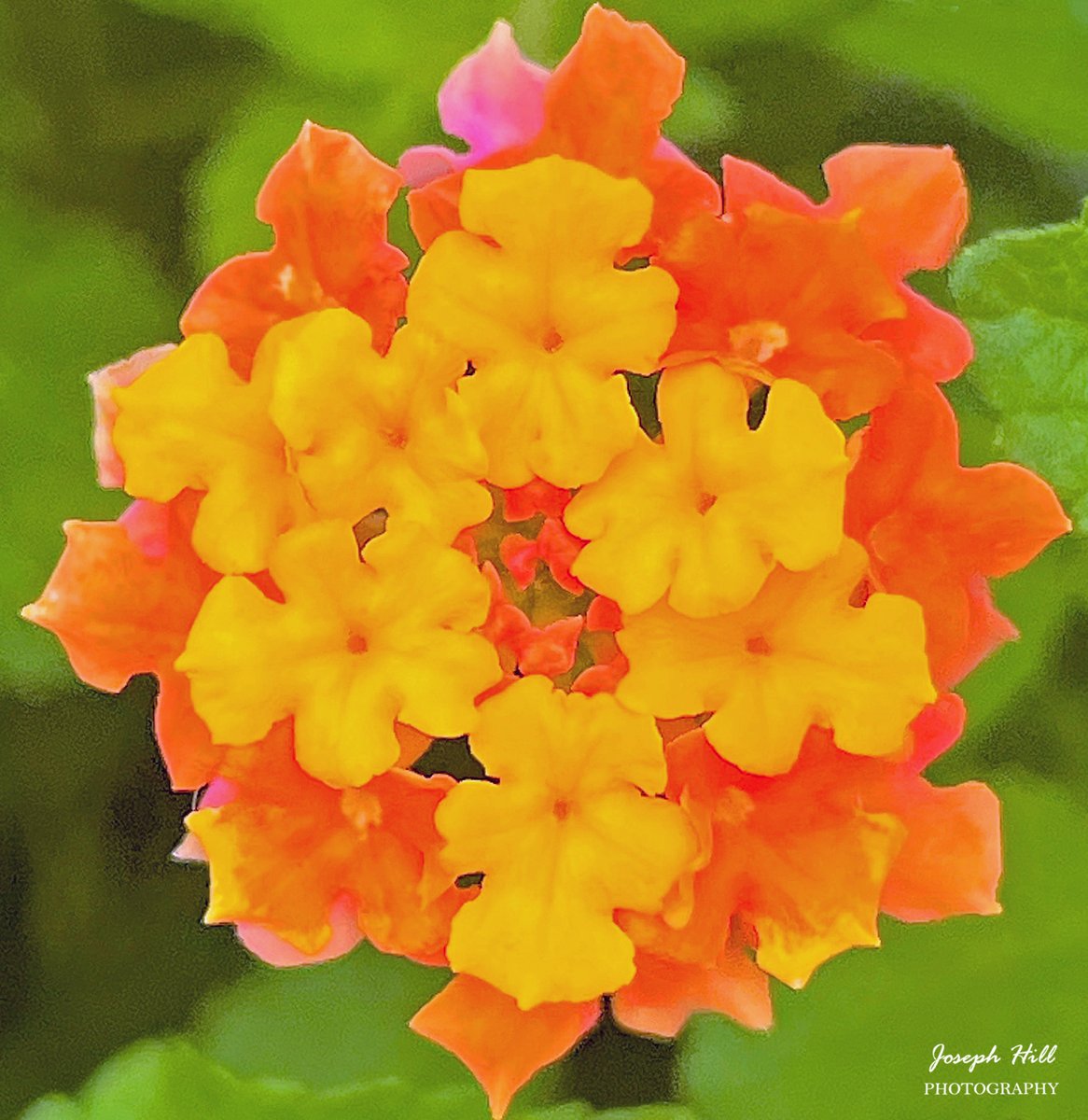 Lantana🌼🌸
Photo By: Joseph Hill🙂📸🌼🌸

#Lantana🌼🌸 #flowers #nature #closeup #beautiful #colorful #Peaceful #spring #NaturePhotography #flowerphotography #SouthernPinesNC #May