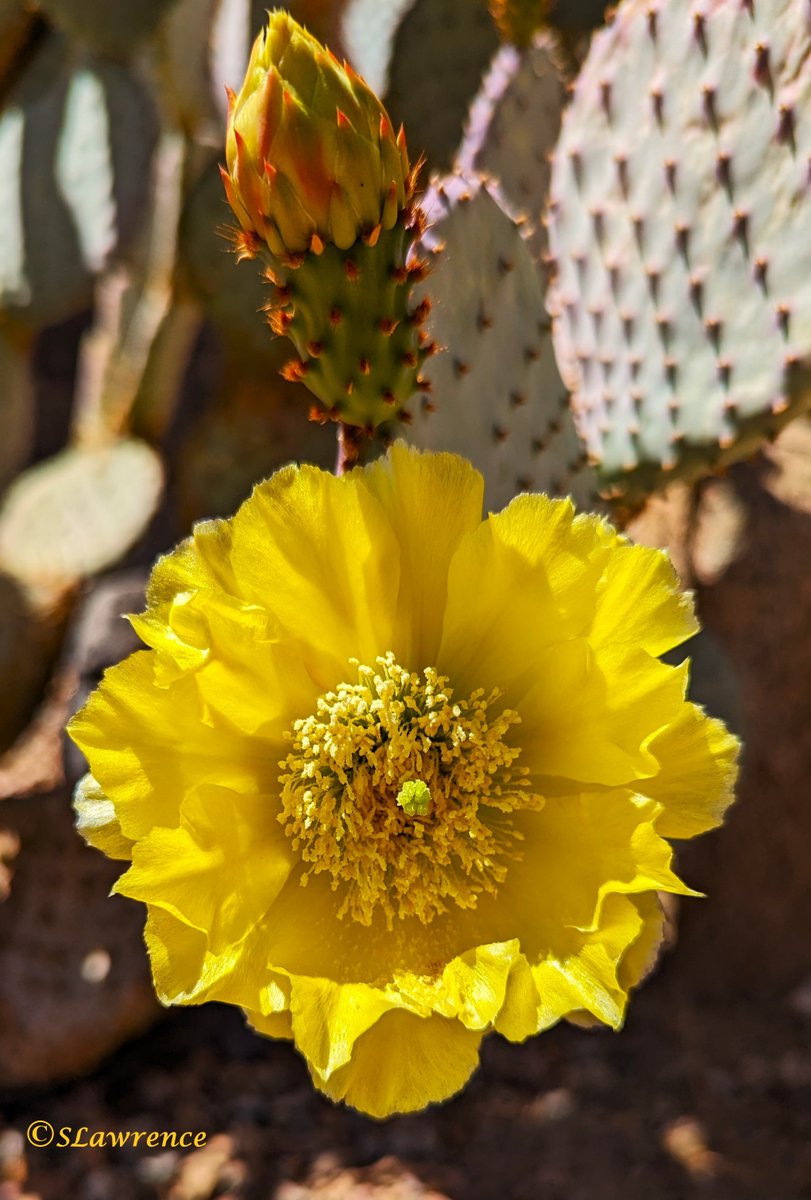 The desert is full of cactus blossoms. Have a wonderful day! #photo #photography #photooftheday #TwitterPhotographyCommunity #TwitterNaturePhotography #TwitterNatureCommunity #NaturePhotography #nature #flowerphotography #Flowers #SundayYellow #YellowSunday #FlowersOfTwitter