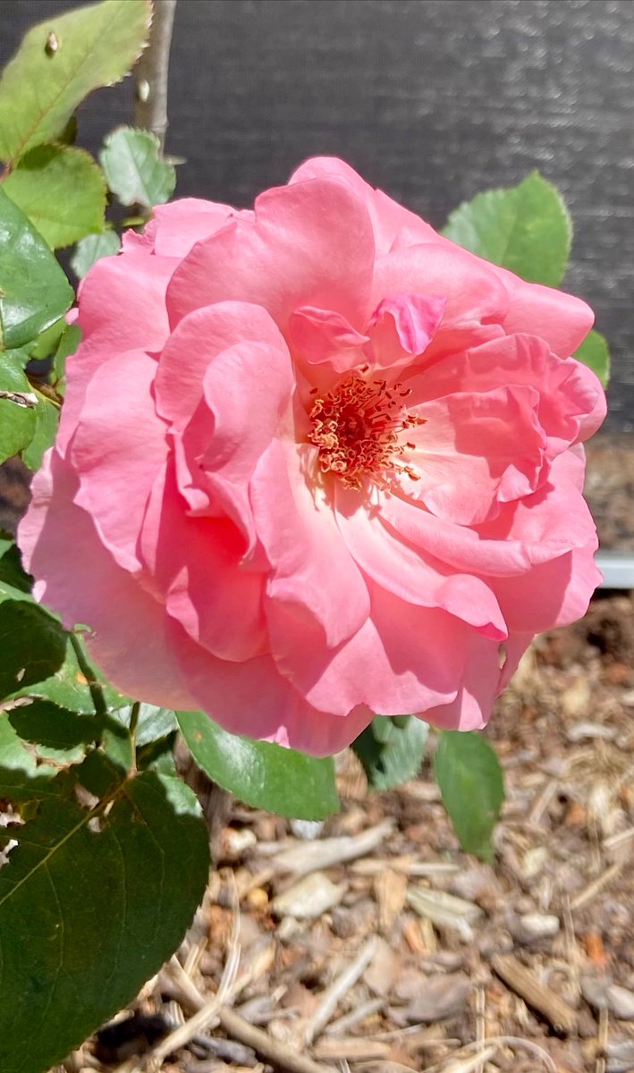 mcharlesworth7's tweet photo. Happy Mother’s Day to all the sweet mommies out there. My sister Eve just sent this to me. After our mom passed away 4 1/2 years ago, Eve bought Mom‘s lake house. So she takes care of everything! Including Mom‘s roses. ��� take care.  Celebrate MOM.  🌸💕🌸 https://t.co/JpIrCTsrAZ
