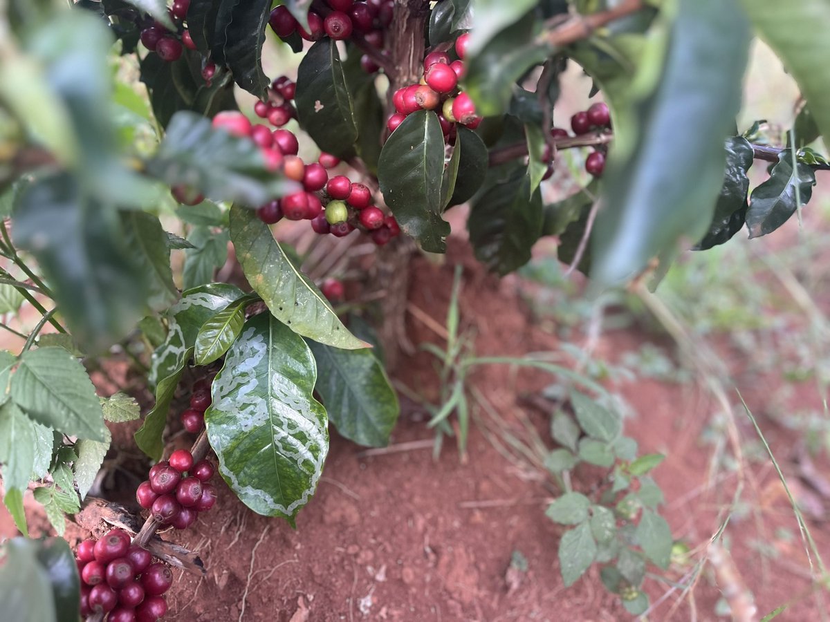 Coffee is big business—it's one of the most valuable legally traded commodities, second only to oil. Every year, over 2.25 billion kilograms of coffee are produced worldwide by millions of farmers across Latin America, Africa, and Asia.