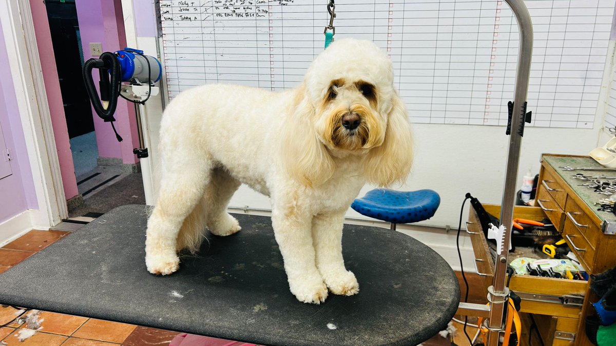 Squeaky clean and oh-so-chic! Our pup is turning heads after their luxurious grooming session and spa retreat! 💅✨

Come visit The Dog House Pet Salon today 📞 713-820-6140

#doggrooming #skincarefordogs #doghealth #professionalgrooming #petgrooming #healthydogs #groomingtips