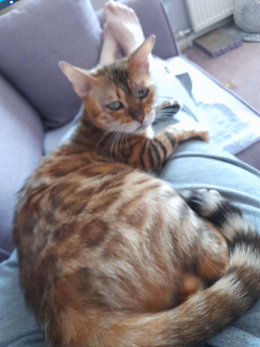 Can we find a home for beautiful 3 year old Bengal Tiger Lilly? As you can see she is very much a lap cat, affectionate, enjoys a play and has tons of love to give. She hasn’t had a good start - but this doesn’t stop her being a cuddlebug.. cwwrescue.org/adoption-proce…