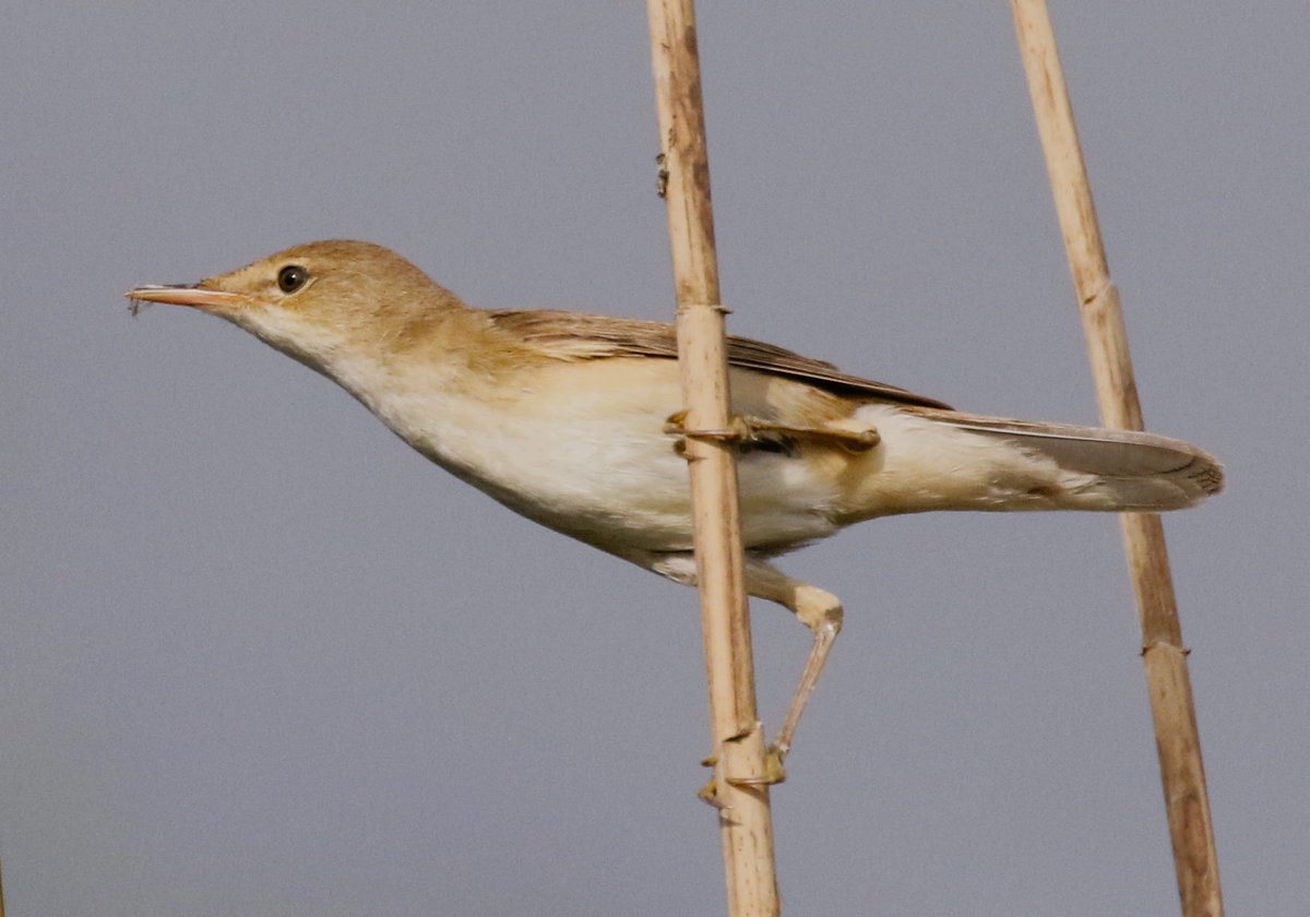 Reed Warbler at Earls Barton today. #Northantsbirds #TwitterNatureCommunity @NatureUK @Natures_Voice