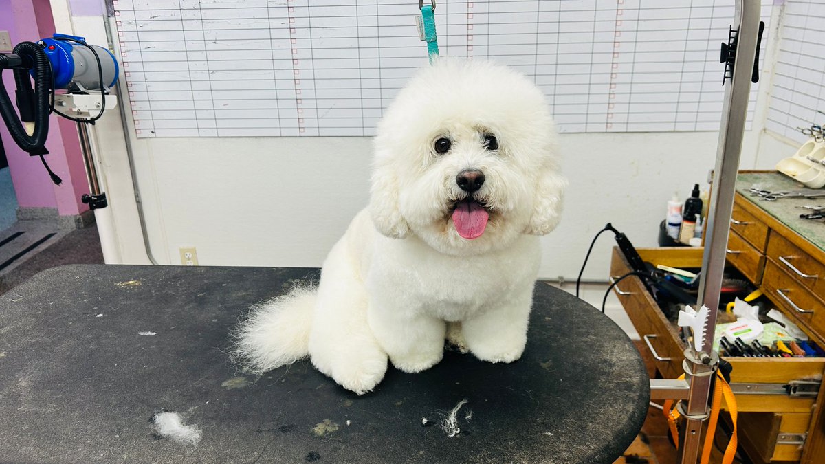 From shaggy to chic, Bo is strutting their stuff after a day of pampering fit for a pup royalty!

We look forward to pampering your pet!

#doggrooming #skincarefordogs #doghealth #professionalgrooming #petgrooming #healthydogs #groomingtips