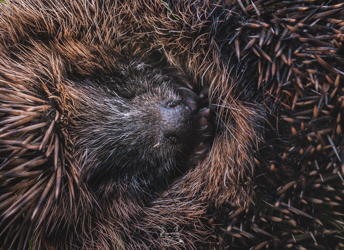 'Little Henrietta ❤️ one of my many rescued Hedgehogs' - shared by Abigail Fox (IG/fancyfoxphotos) for #HedgehogAwarenessWeek