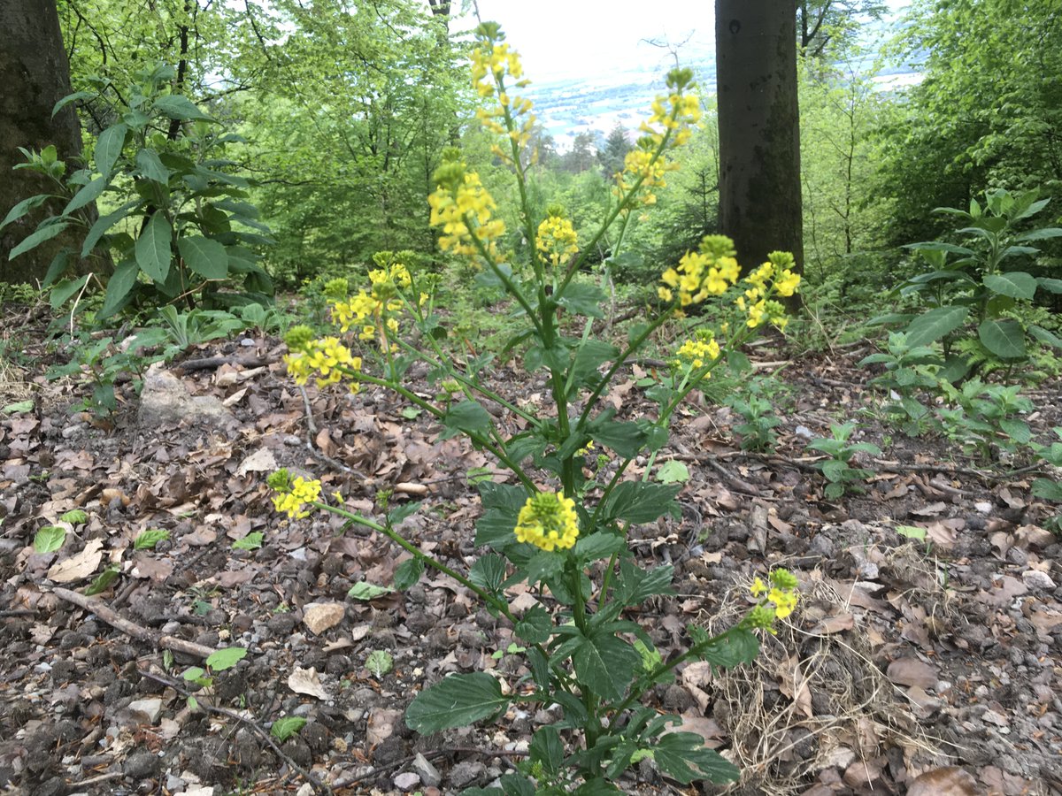 Dieses Kraut (auf dem Hohen Nistler in #Heidelberg / #Dossenheim gefunden) wurde nach der Heiligen Barbara benannt. Möge diese Schutzheilige dieses schöne Gebiet im #Odenwald vor unsinnigen Projekten bewahren! WKAs haben im Wald nichts verloren!
#Windkraft