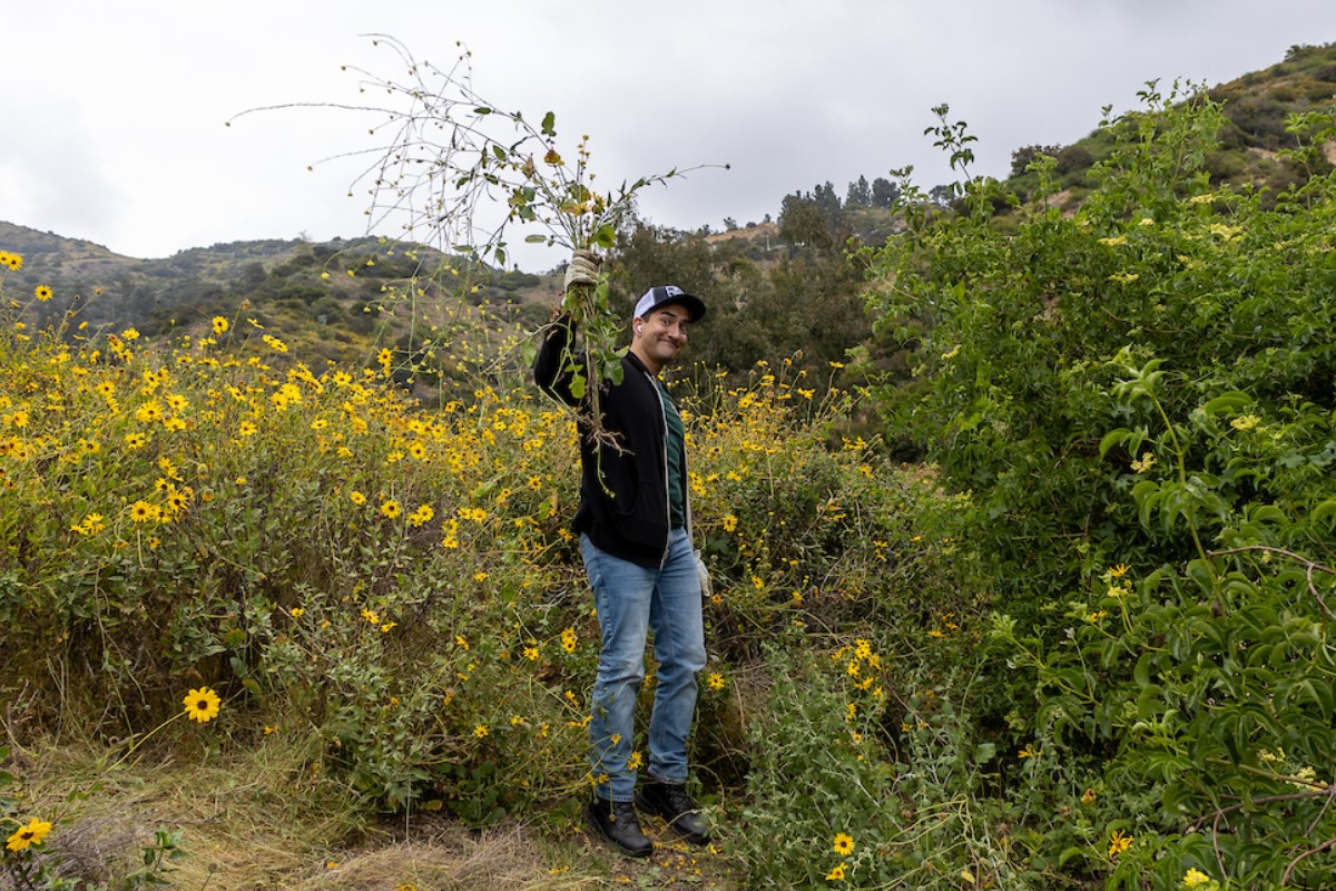 Since 2022, the #LAZoo created and led a monthly habitat restoration inside #GriffithPark at the Fern Dell West Trail. Volunteers arrived on May 4th to pull invasive plants, such as mustard, castor bean, and hemlock.