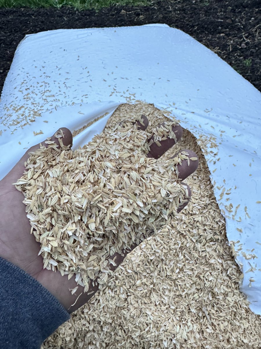 Prepping my fields to grow. This is rice hulls. I add 100lbs per row and till them in. The purpose of adding rice hulls is it fluffs up your soil and it makes it easy for the roots to grow. #Outdoor #Cannabis #Cultivation
