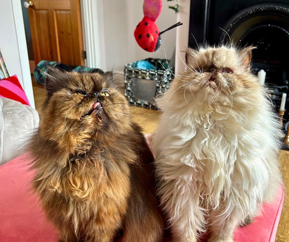 ✨ CDCH's Rehoming Roundup ✨ 💖 Happy 1st ‘Gotcha’ Anniversary! Pearl and Pricilla's adopters tell us 'they absolutely love exploring the garden and it’s amazing to see them both bouncing about on the grass - chasing leaves, sticks and each other!'