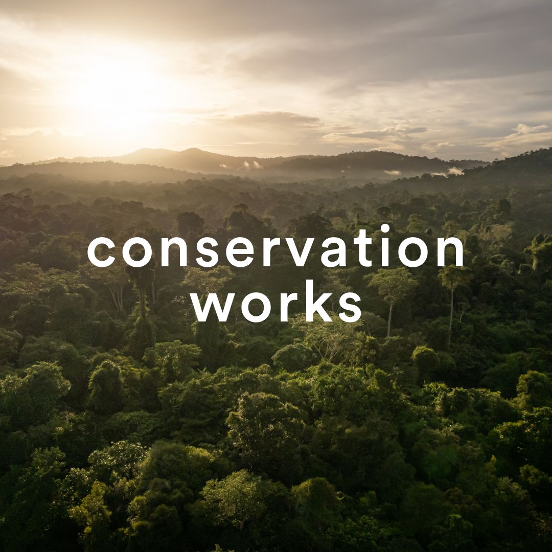 🚨 First-of-its-kind study in @sciencemag shows conservation actions work.

Scaling up conservation action is key to halting biodiversity loss & fighting climate change: wrld.bg/KtZ050Rv4lf
#ConservationWorks @rewild