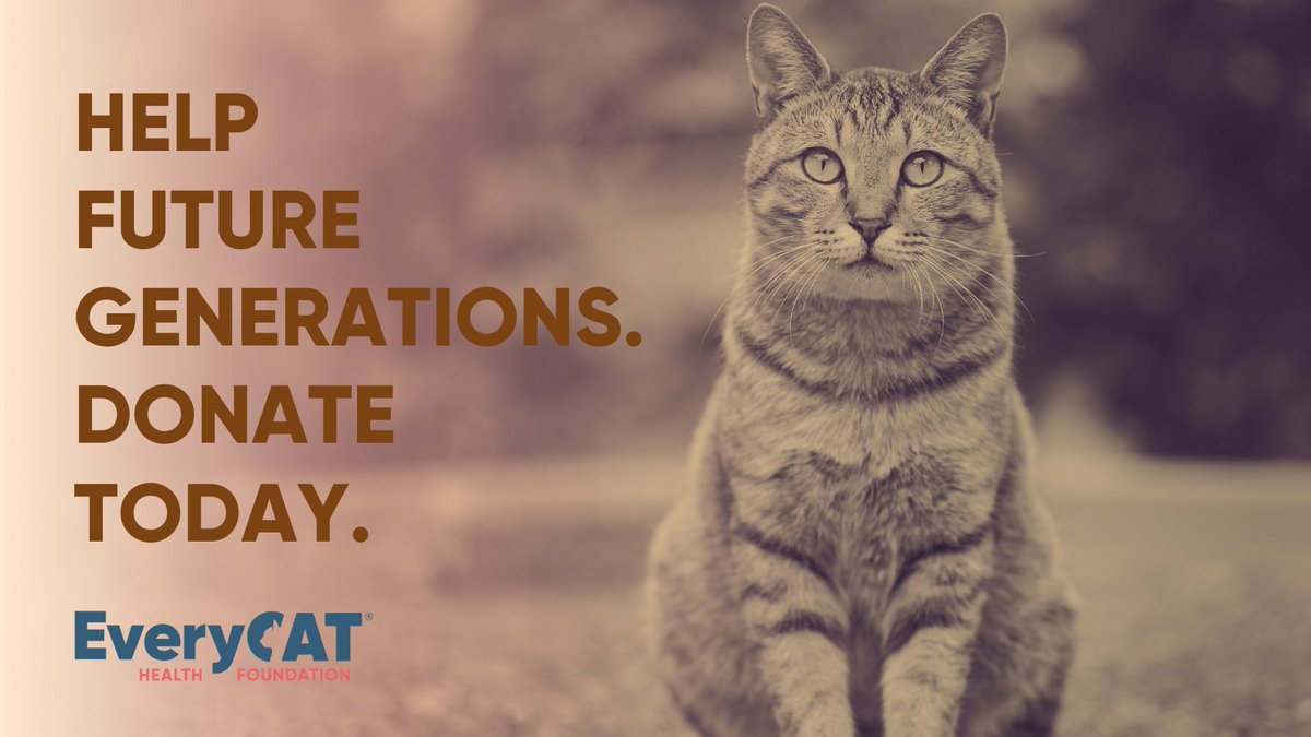 Your gift will help ensure future generations of healthy cats.

👉ow.ly/sXUH50RAXtF

#everycathealth #cathealth #cat #cats #felinehealth #felinemedicine