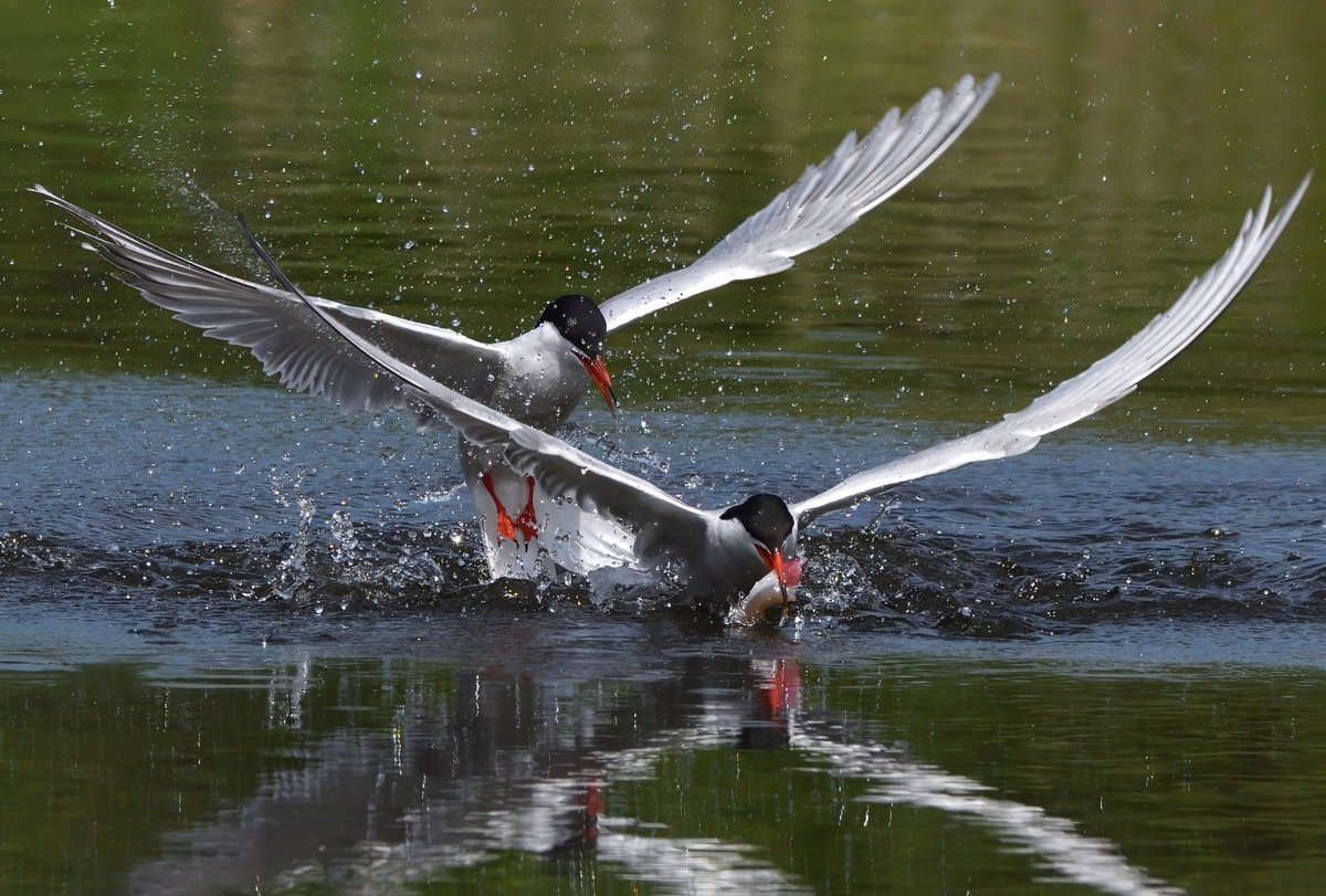 @greenwicheco 

The Common Terns are marvellous at the park at the moment. These photos from Wednesday. 

#LondonBirds @Natures_Voice