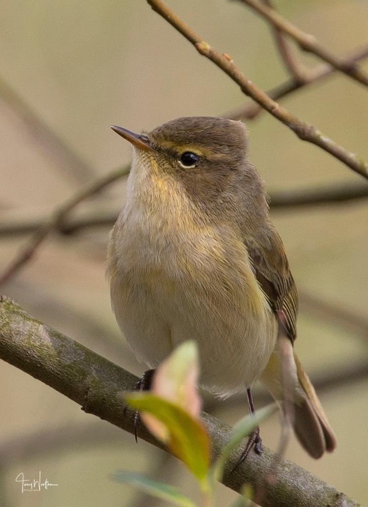 Chiffchaff…. loads around at this time of the year..