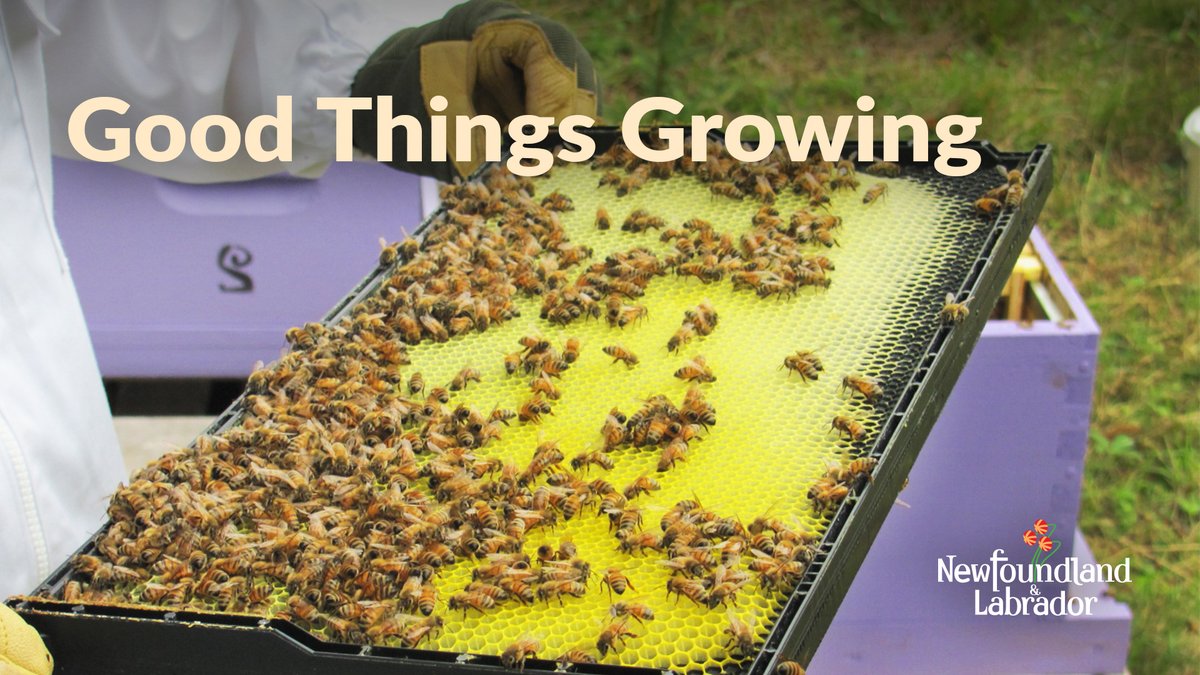 FAL_GovNL's tweet photo. What's the buzz? Beekeepers can help keep #NLBees healthy & #VarroaFree by registering colonies using the online Honey Bee Registration Form at https://t.co/PcnnGwRIdO Beekeepers are asked to register hives by May 21. @NLbees1 @NLFarms @NLYoungFarmers @AITCNL #GovNL https://t.co/gZLUy2e7rd