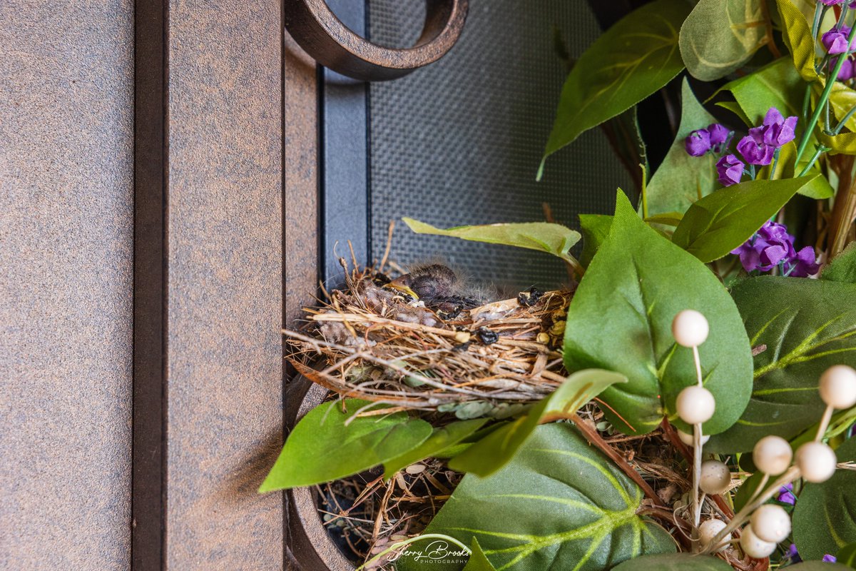 Nesting birds is a normal occurance during the spring but this year, we have a nest of baby birds ON our front door! By the time we noticed the nest, it already had eggs. The babies hatched recently so for now we are accessing our house through the garage. #52weekphotoadventure