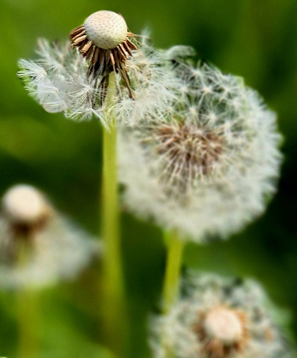 missfortytwo's tweet image. Friday in brief, always in the jeans ( feel hideous in shorts ), daisies, dandelion clocks - make a wish -  ... saw my Dad 😍, did some charity shop shopping, about to cook up a storm &amp;amp; crack open the vino plonko, sorry guys, nothing titillating ... #middleaged #FridayFeeling xx