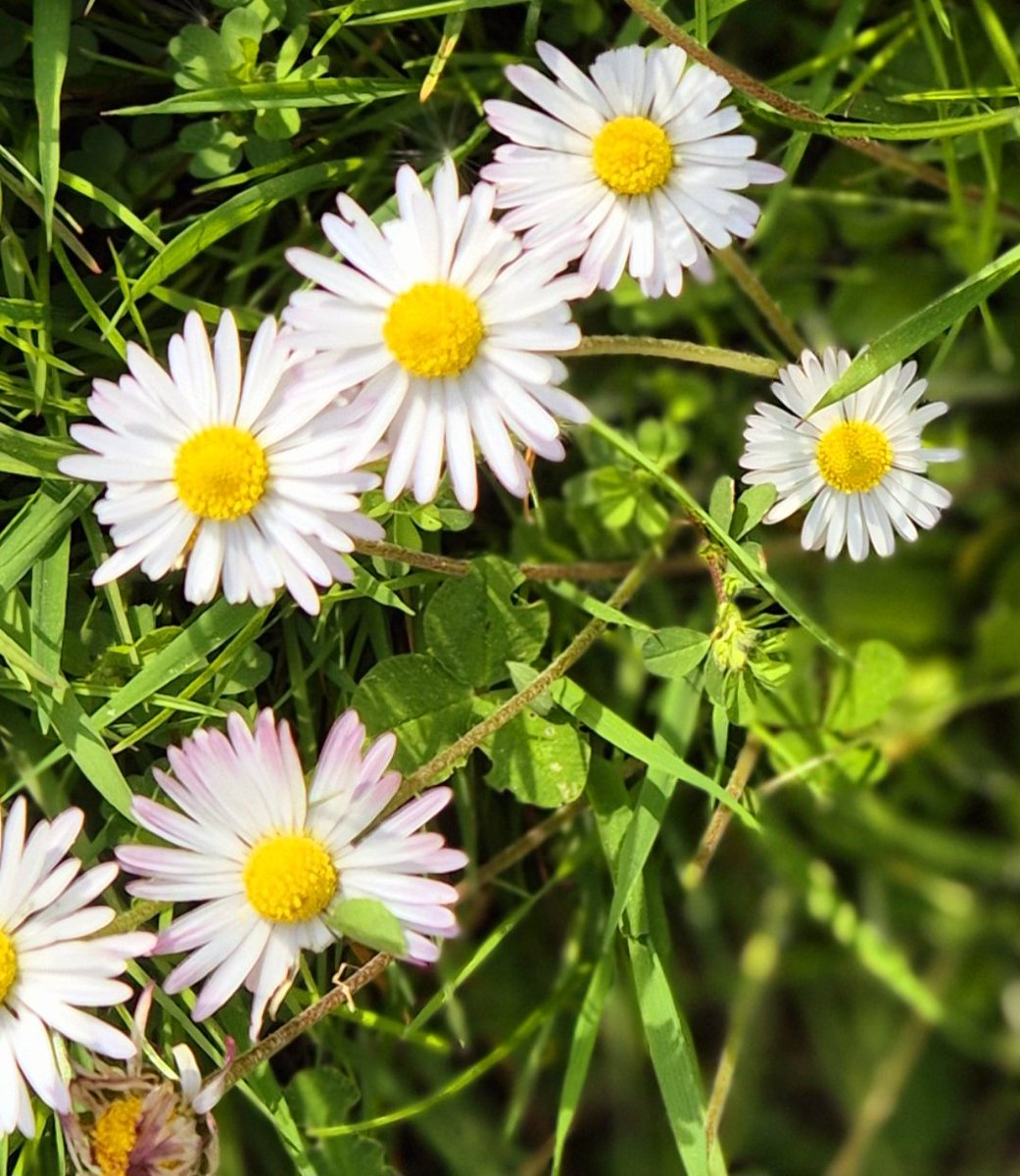 missfortytwo's tweet image. Friday in brief, always in the jeans ( feel hideous in shorts ), daisies, dandelion clocks - make a wish -  ... saw my Dad 😍, did some charity shop shopping, about to cook up a storm &amp;amp; crack open the vino plonko, sorry guys, nothing titillating ... #middleaged #FridayFeeling xx