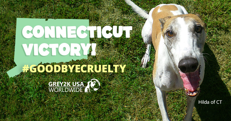 Victory! Connecticut just banned dog racing. Learn more and join our team at grey2k.org/CTvictory 🥳🐾🎉 #goodbyecruelty #ctpolitics