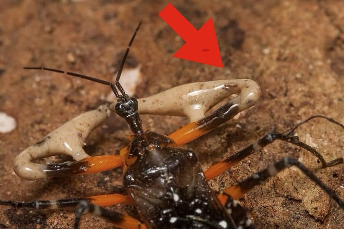 On our expedition to Borneo, we spotted an Amulius assassin bug that weaponises tree resin. 
It coats its fore legs in it, and when a termite walks past, it gives it a sticky -- and deadly -- embrace and sucks out the prey's insides. 

📷 Clister Pangantihon