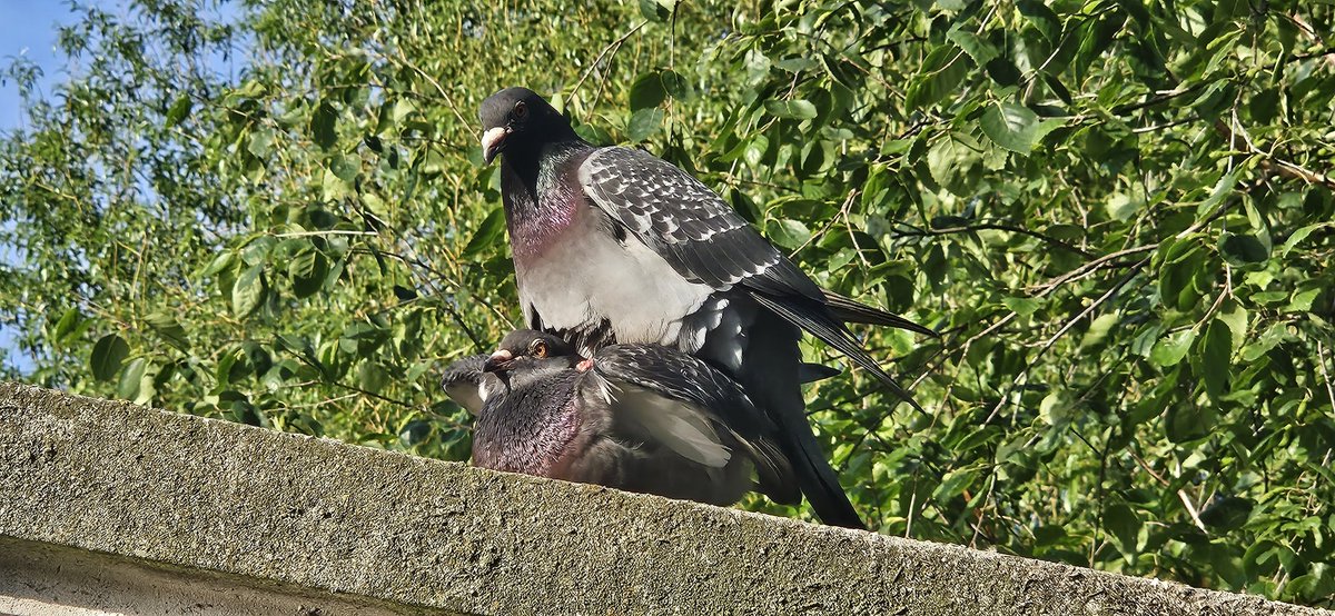 I did capture this private moment between pigeons. Clearly ❤️ is in the air. #RegentsPark