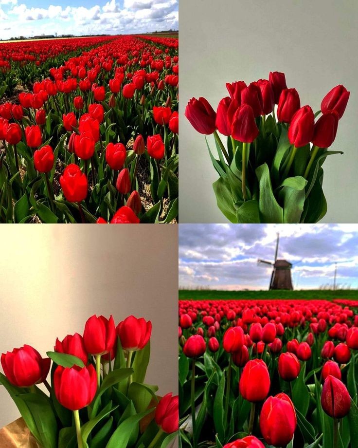 red tulips.