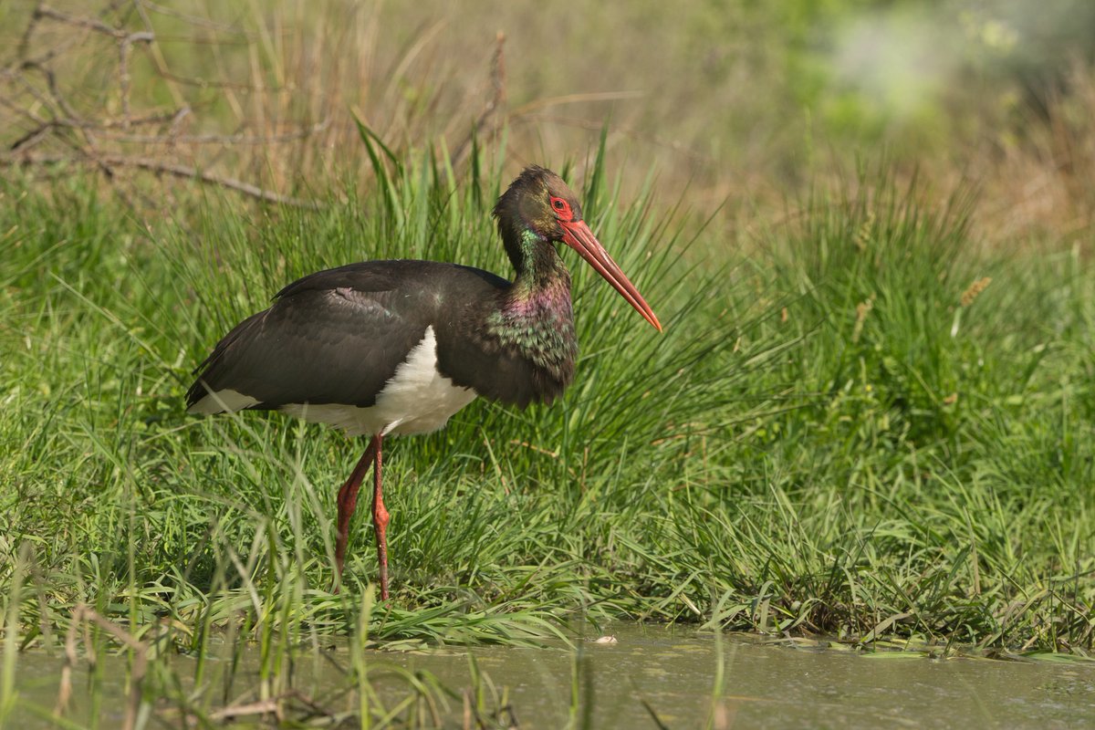 Rarities are on the horizon. 👀 Take a look at the species to spot in this week’s @BirdTrack migration blog ➡️ bit.ly/3Wwnb9b 📷 Black Stork © Edmund Fellowes / BTO