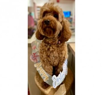 🆘9 MAY 2024 #Lost STAR #ScanMe #Tagged
YOUNG Red Cockerpoo Female
St Tudy, nr #Wadebridge #Cornwall #PL30 doglost.co.uk/dog-blog.php?d…
