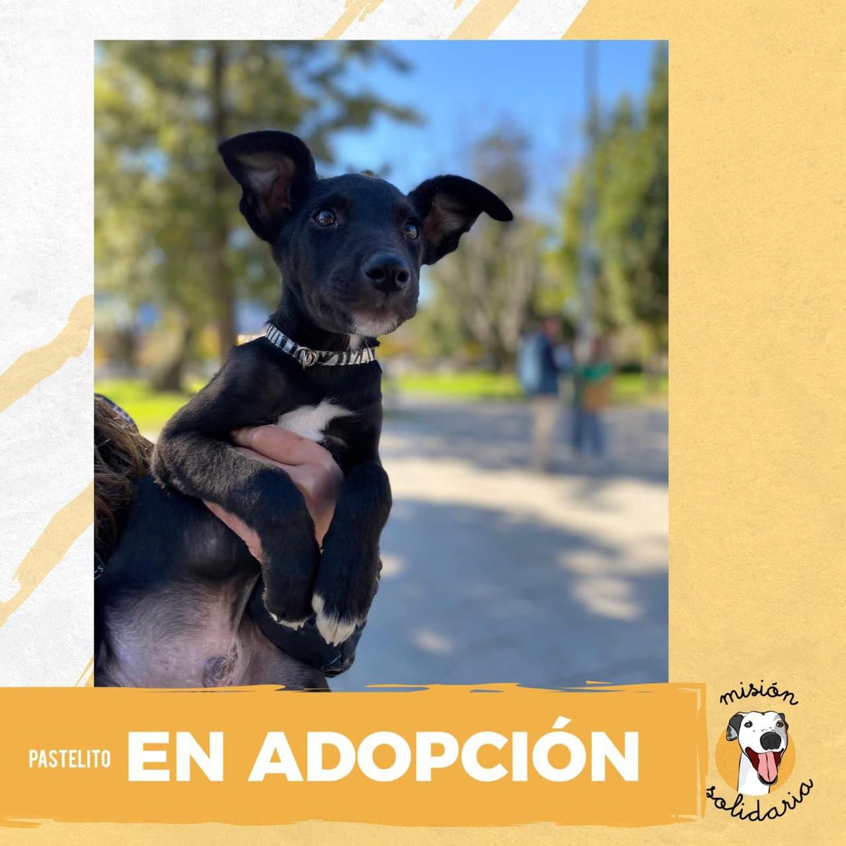 Pastelito tiene 50 días y será tamaño mediano Tiene 1 dosis de vacunas y esta desparasitado. Busca hogar responsable donde dar muchos besos. Zonas CABA y GBA queres adoptar a este precioso? misionsolidariatwitter@gmail.com asunto: Pastelito del amor rt por favor