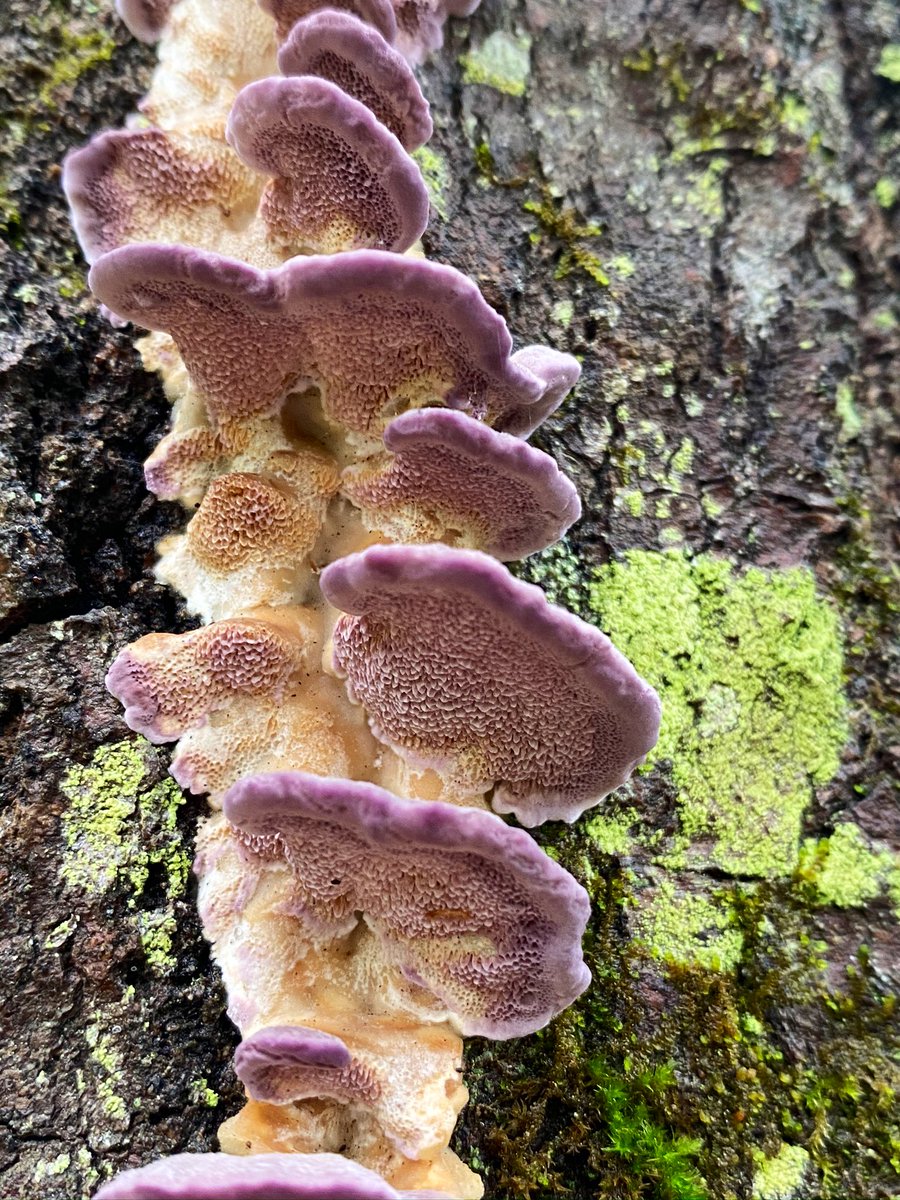 Up and up 💜💚✨ #FungiFriday #MushroomOfTheDay