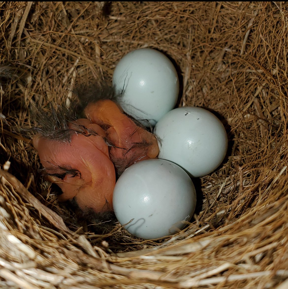 Welcome to the world, little ones! A couple of the bluebird eggs have just hatched. #FaunaFriday @YaleLibrary
